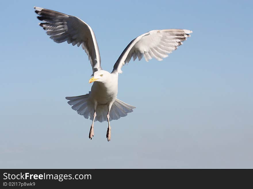 Flying Gull