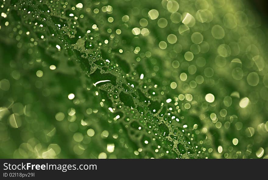 Drop of water on flower's leaf