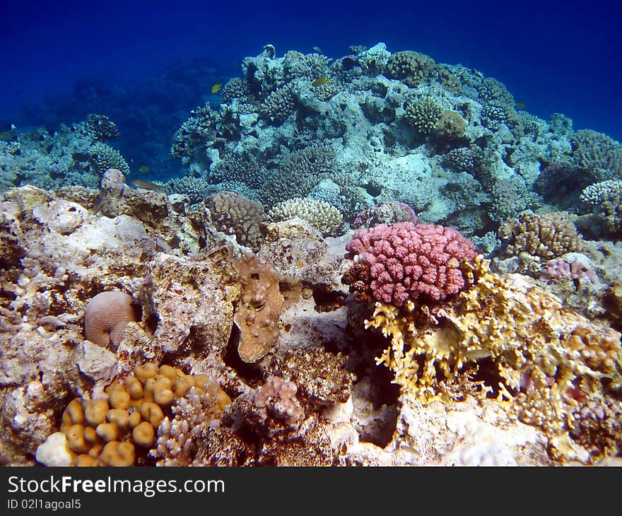 Coral reef and fish