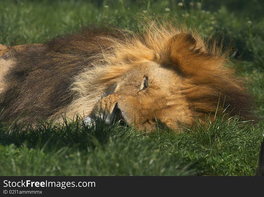 Sleeping lion after the lunch