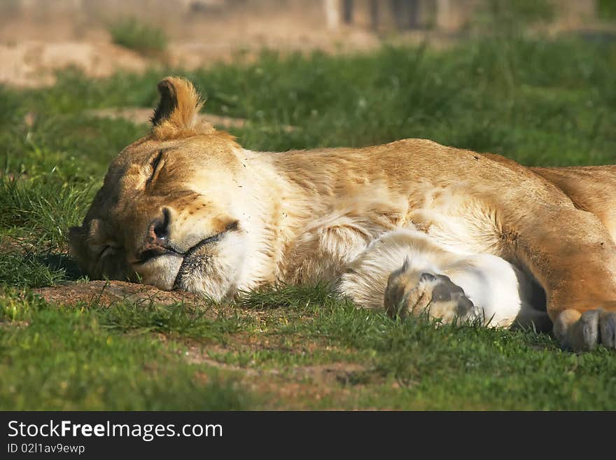 Sleeping lioness