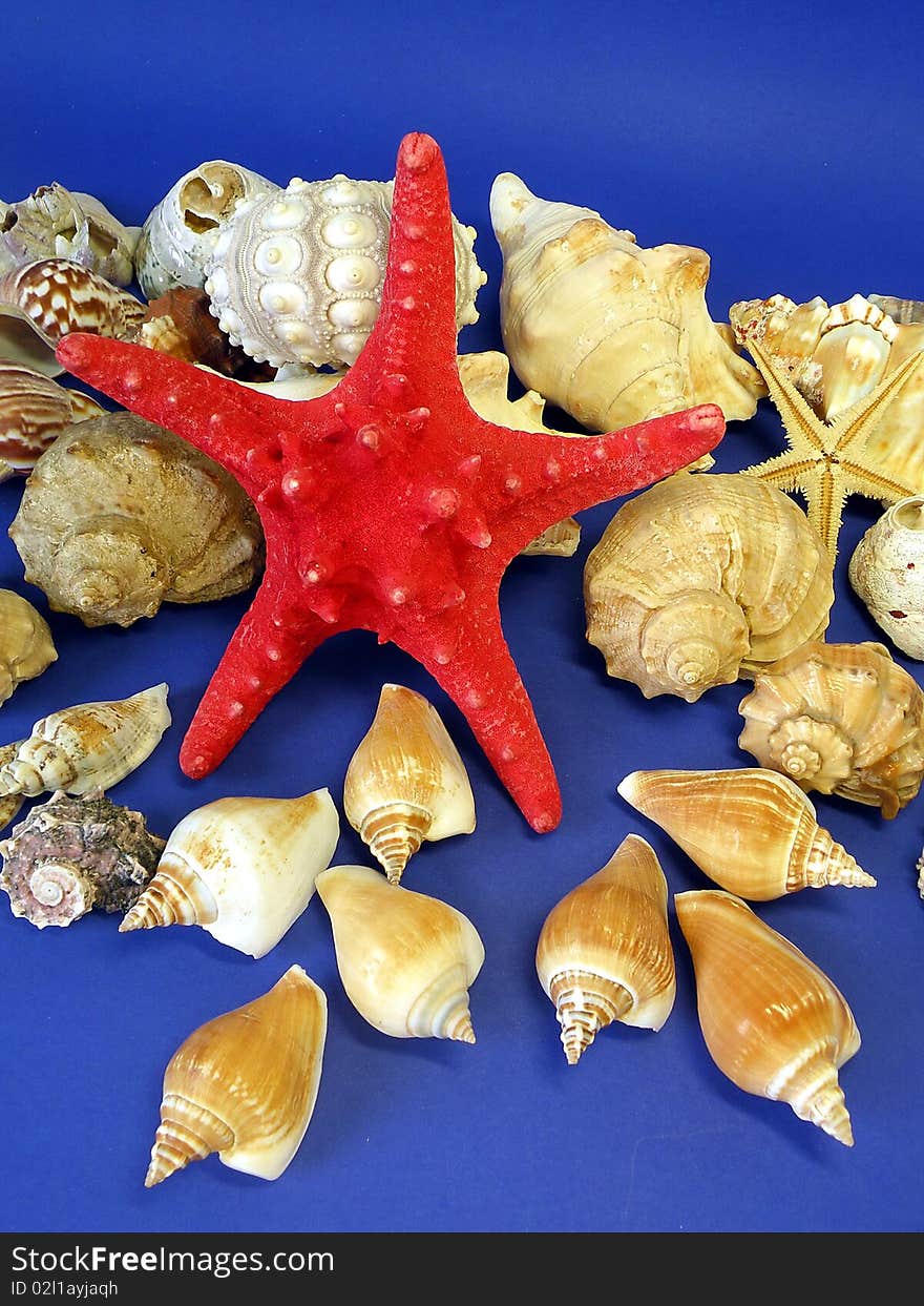 Red Star And Shells