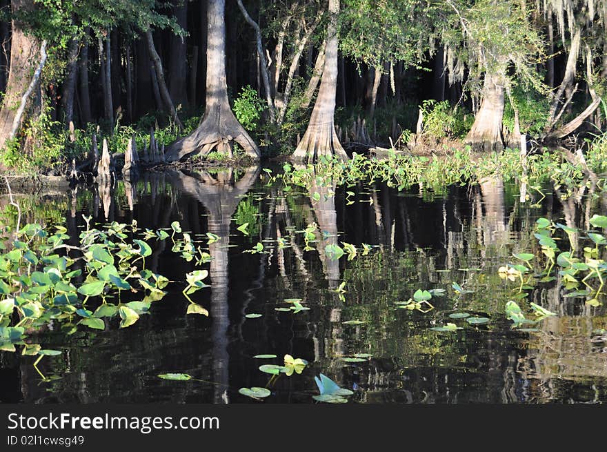 Cypress trees along the Suwanee River in Florida