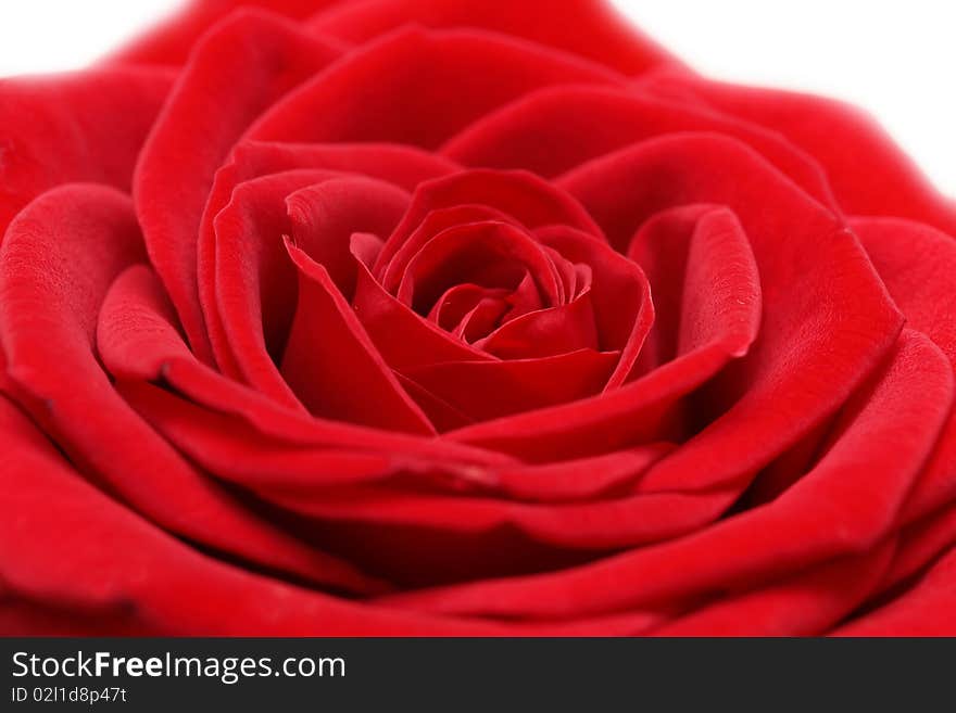 Red rose, close up, isolated on white