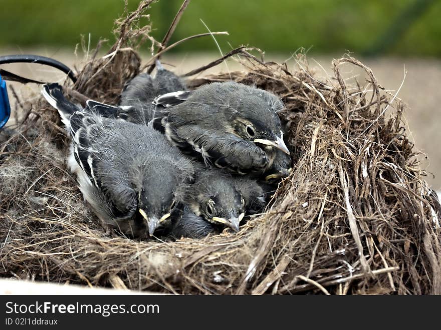 Chicks Wagtails