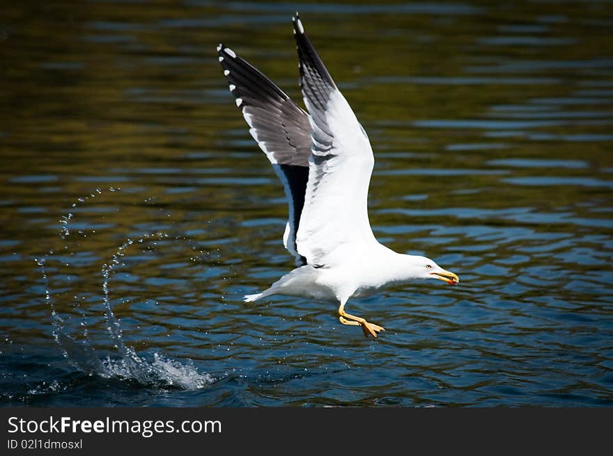 Sea gull