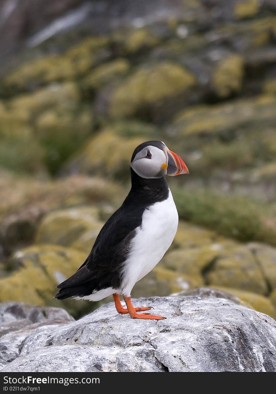 Black and white Puffin with orange beak during breeding season on Staple Island