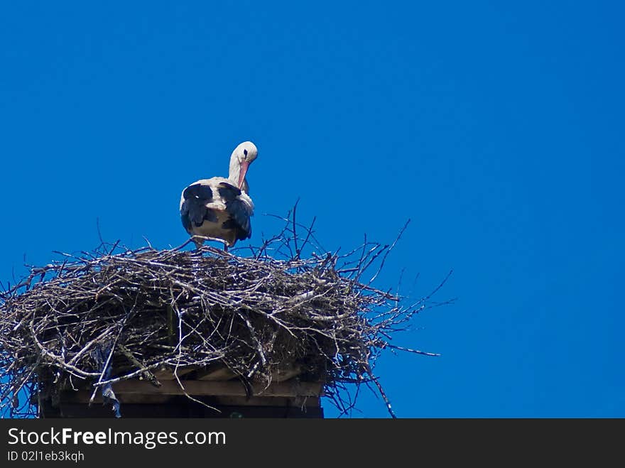 Storks in the nest against the sky