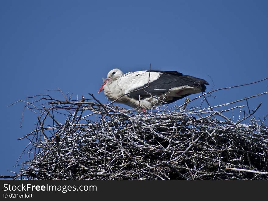 Storks in the nest against the sky