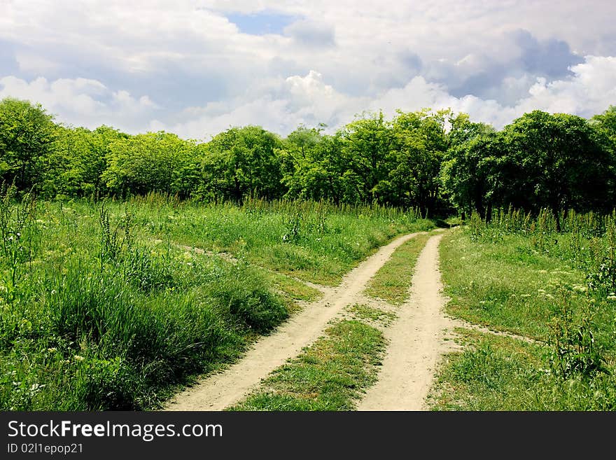 Landscape forest