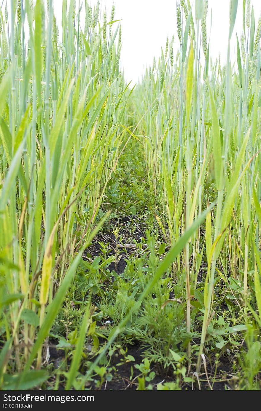 Wheat Ears Field