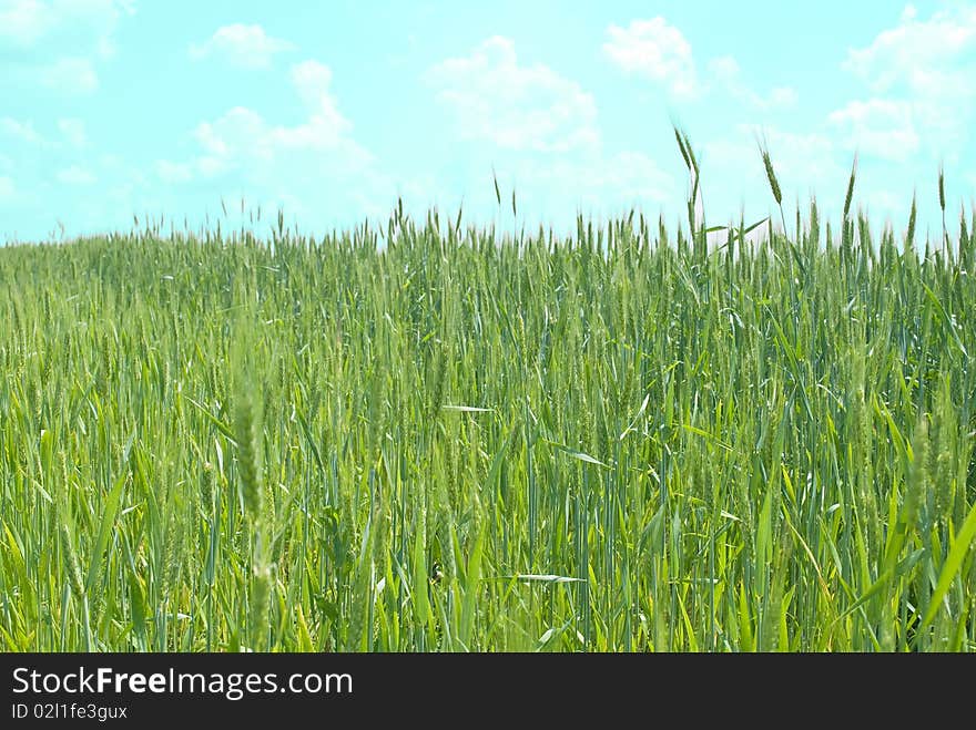 Fresh wheat field