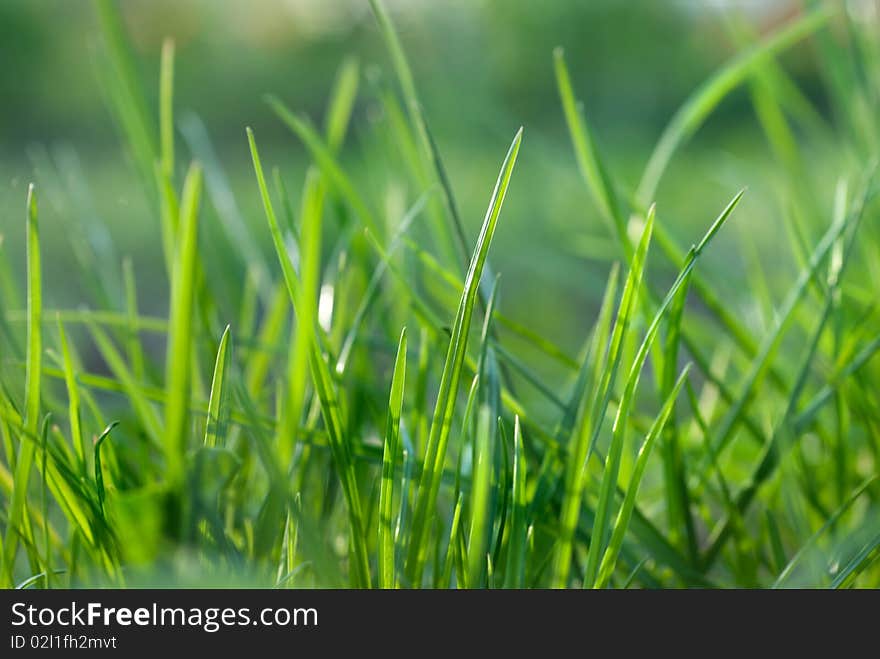 Beautiful bright green grass close-up