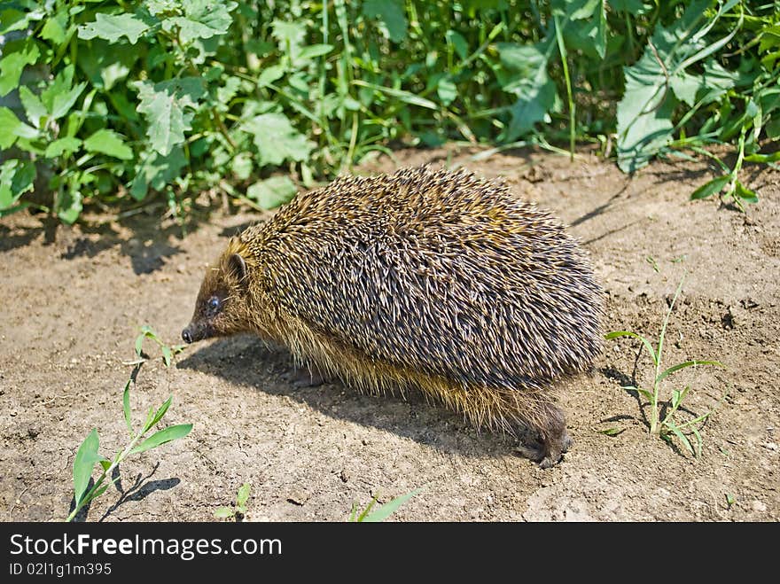 Hedgehog walking into the grass. The focus is on needles. Hedgehog walking into the grass. The focus is on needles