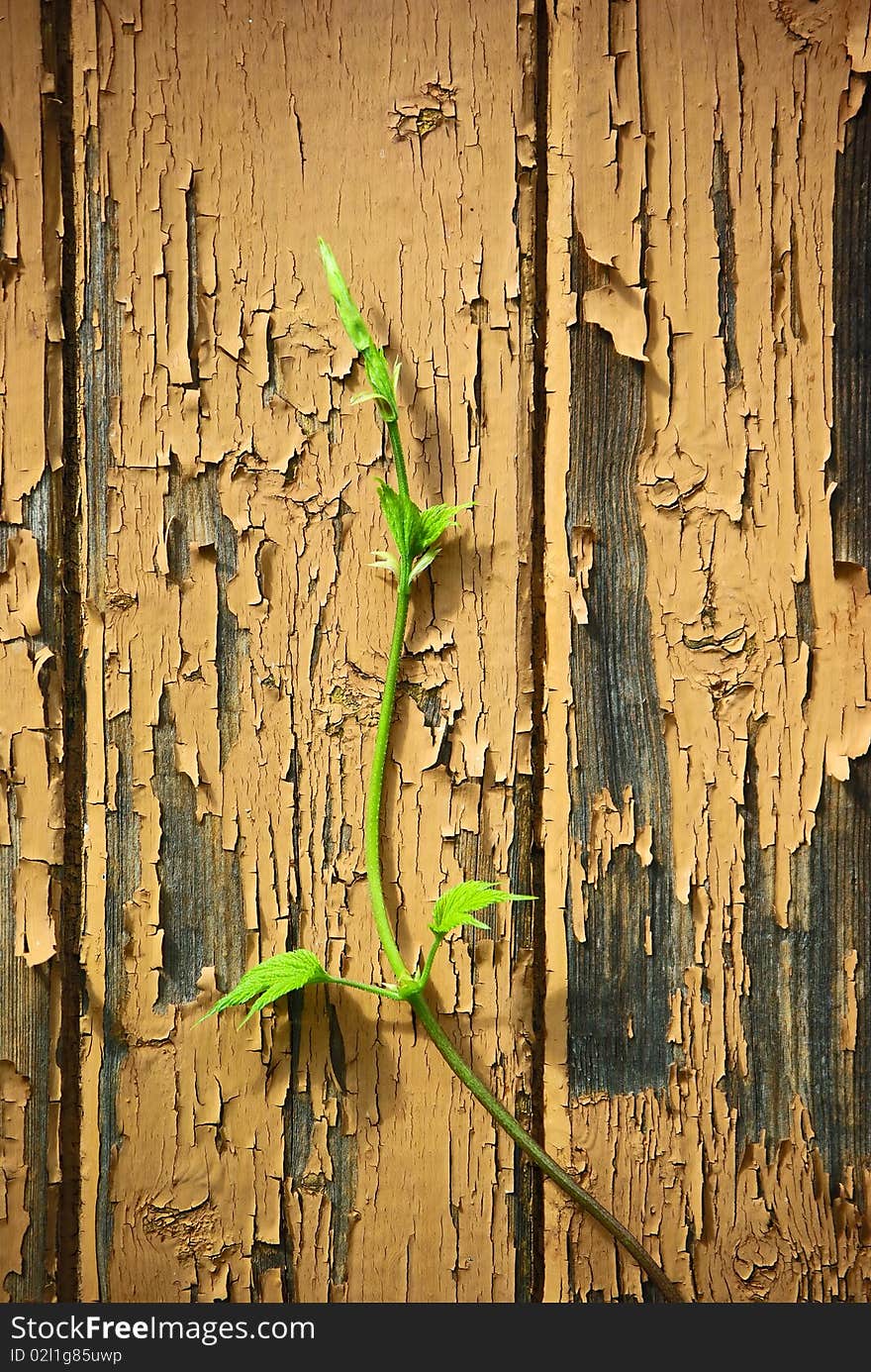 Young sprout on old wood  wall background