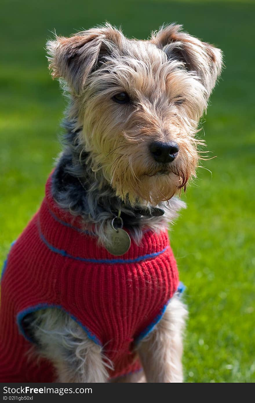 Portrait of a dog in a cute dress