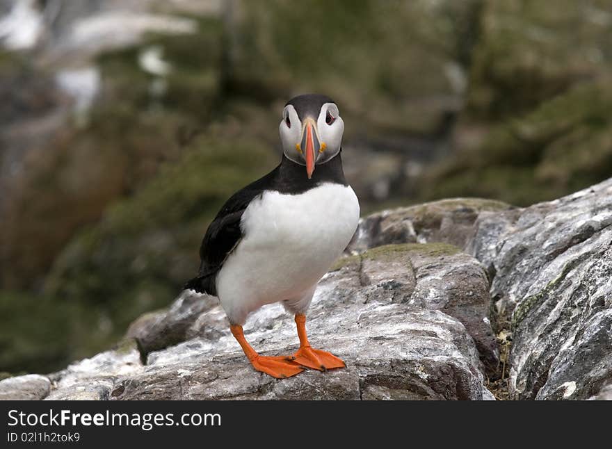 Black and white Puffin with bright orange beak during the breeding season. Black and white Puffin with bright orange beak during the breeding season