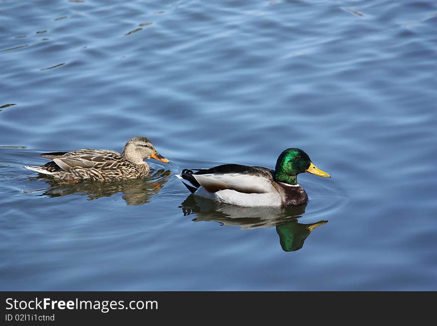 Ducks Swimming In A Pond