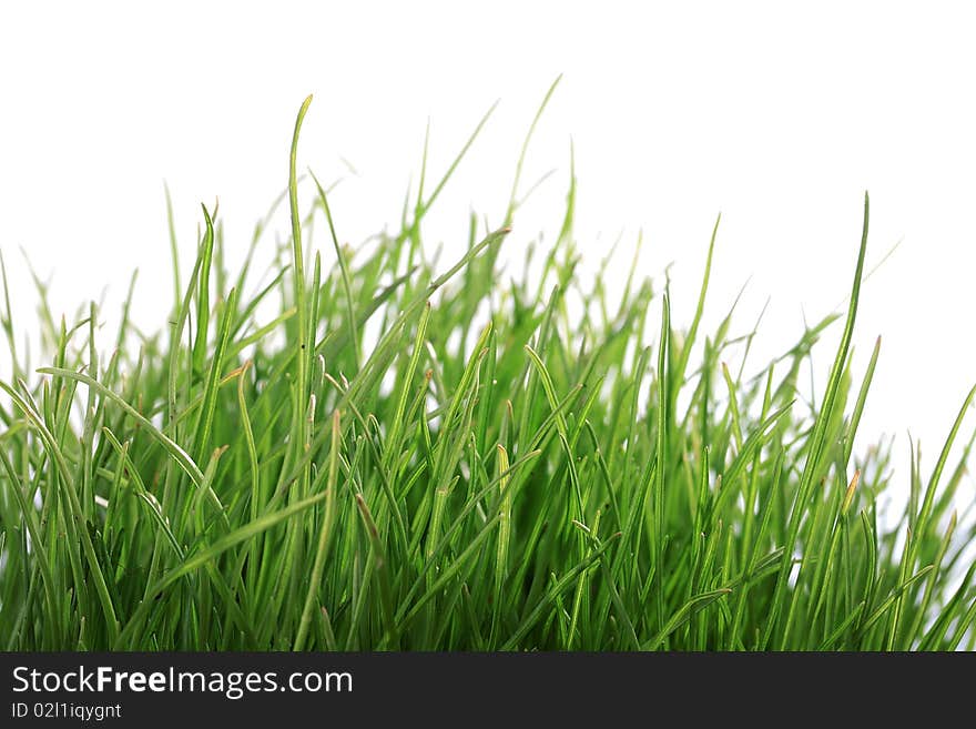 Natural, young green grass on a white background.