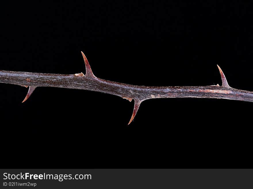 Branch of a plant with thorns on a black background, configuration taking into account text placing.