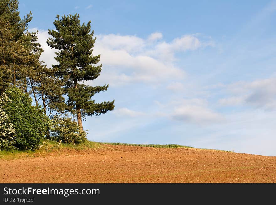 Pine by the field