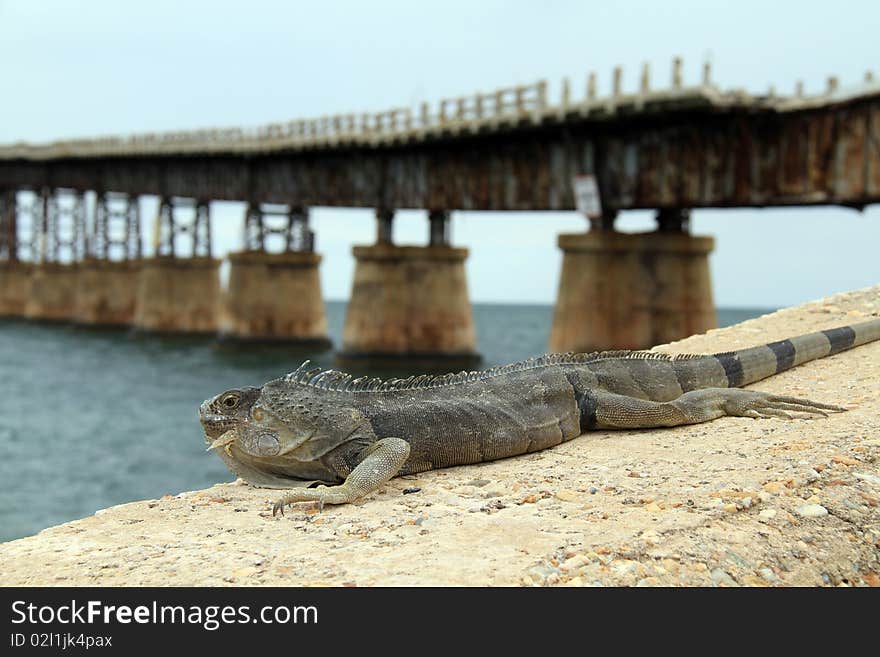 Lizard with Bridge