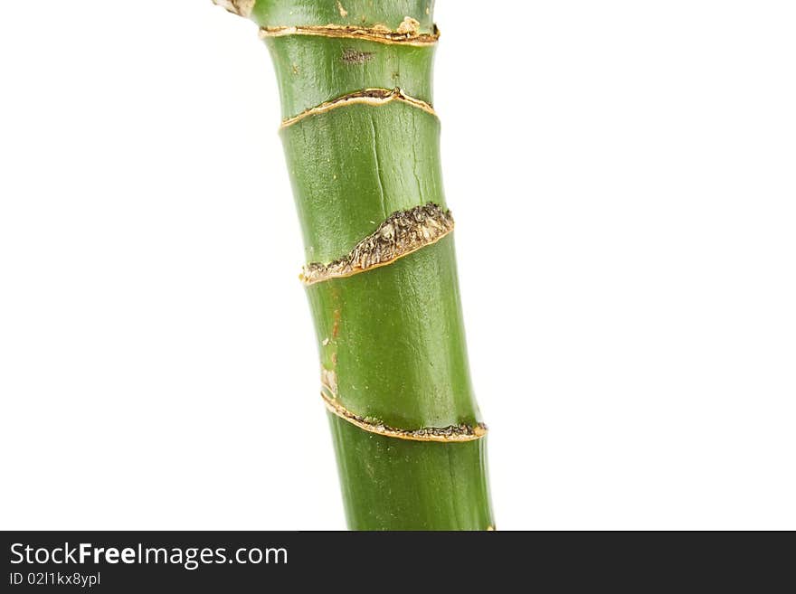 Homemade plant stem green. Isolated on white background. Homemade plant stem green. Isolated on white background