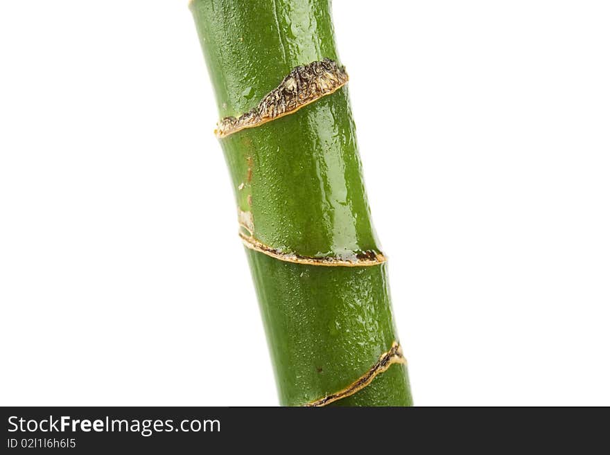 Homemade plant stem green. Isolated on white background. Homemade plant stem green. Isolated on white background