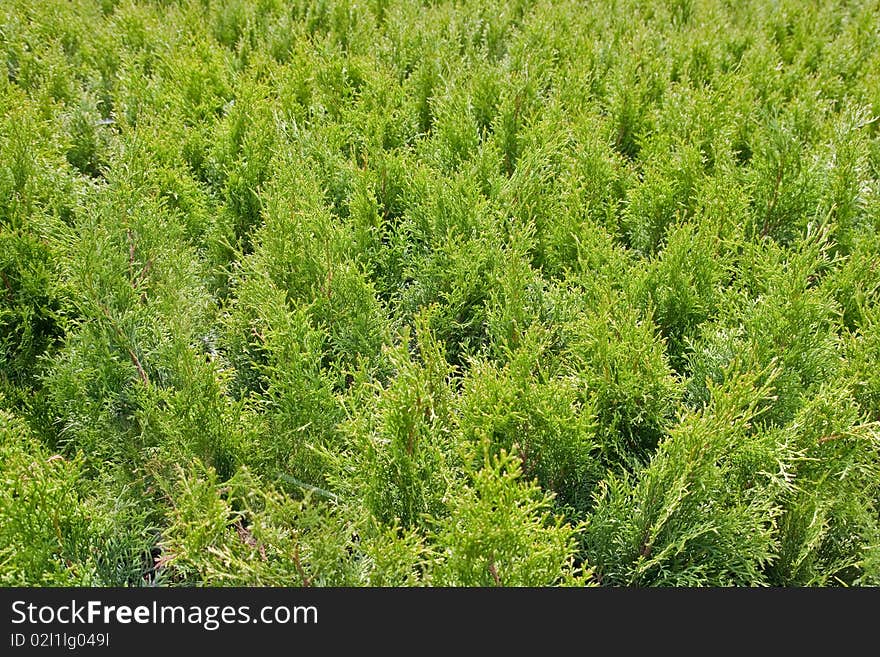 Natural Green thuja bacground made of many thuja plants