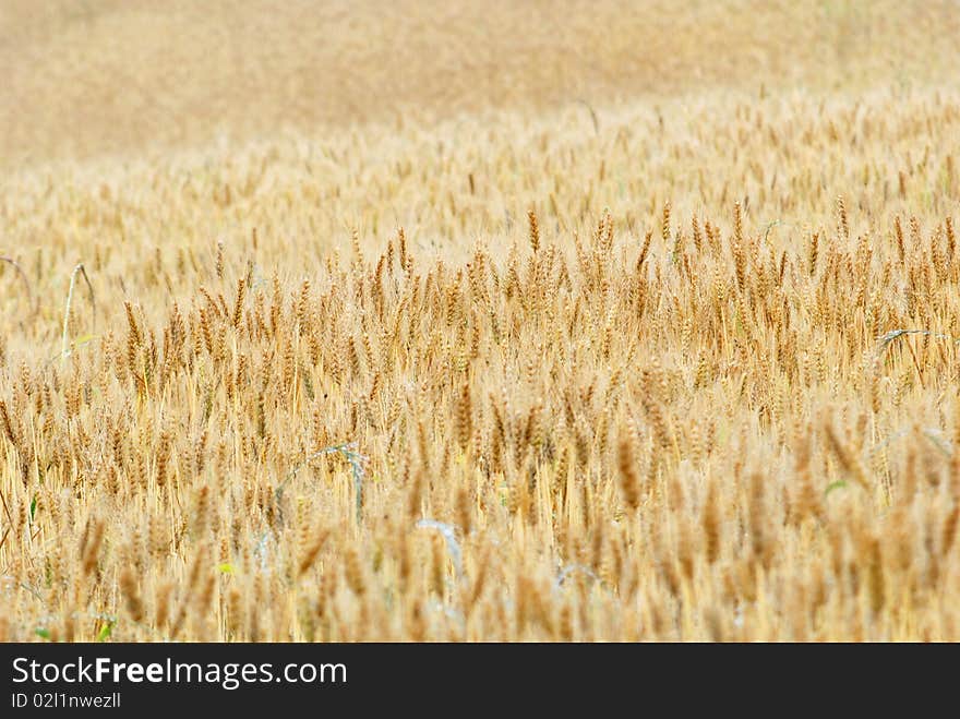 Summer is coming, the wheat turn yellow,. Summer is coming, the wheat turn yellow,