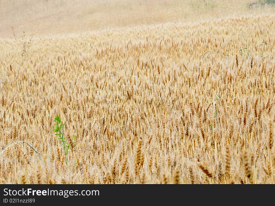 Summer is coming, the wheat turn yellow,. Summer is coming, the wheat turn yellow,