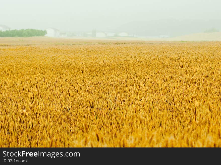 Summer is coming, the wheat turn yellow,. Summer is coming, the wheat turn yellow,