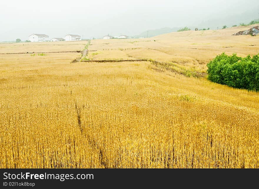 Summer is coming, the wheat turn yellow,. Summer is coming, the wheat turn yellow,