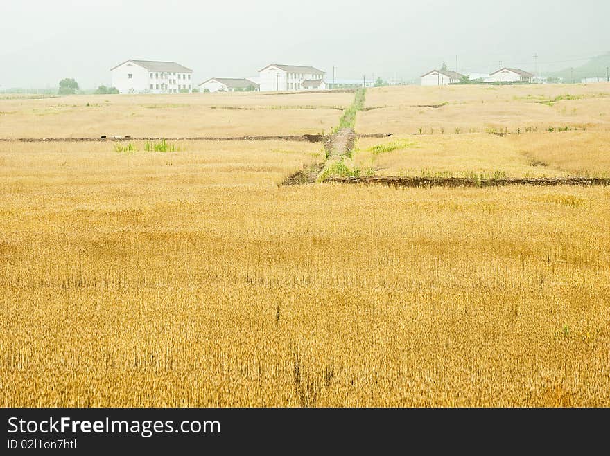 Summer is coming, the wheat turn yellow,. Summer is coming, the wheat turn yellow,