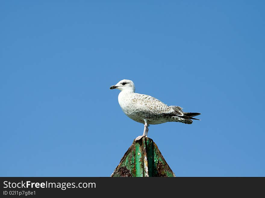 Seagull