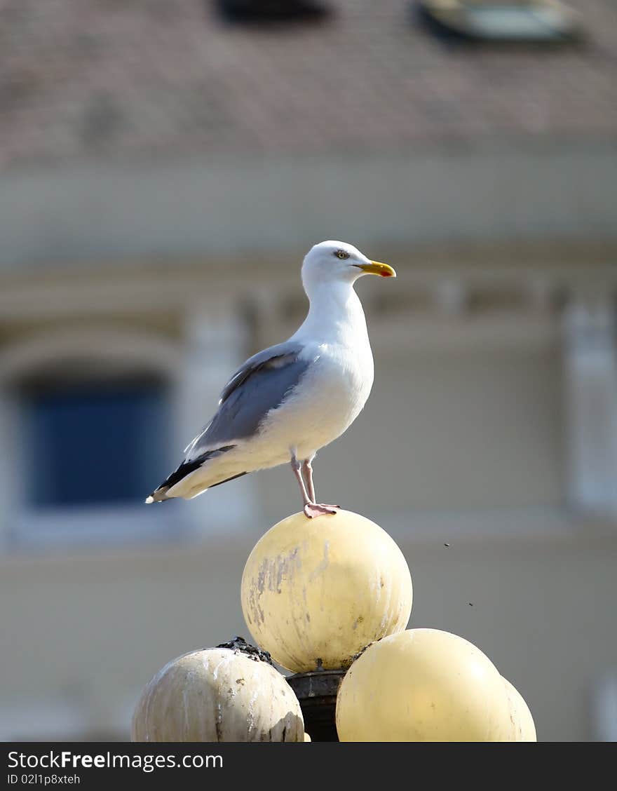 A white seagull have a rest after fly over the harbour.