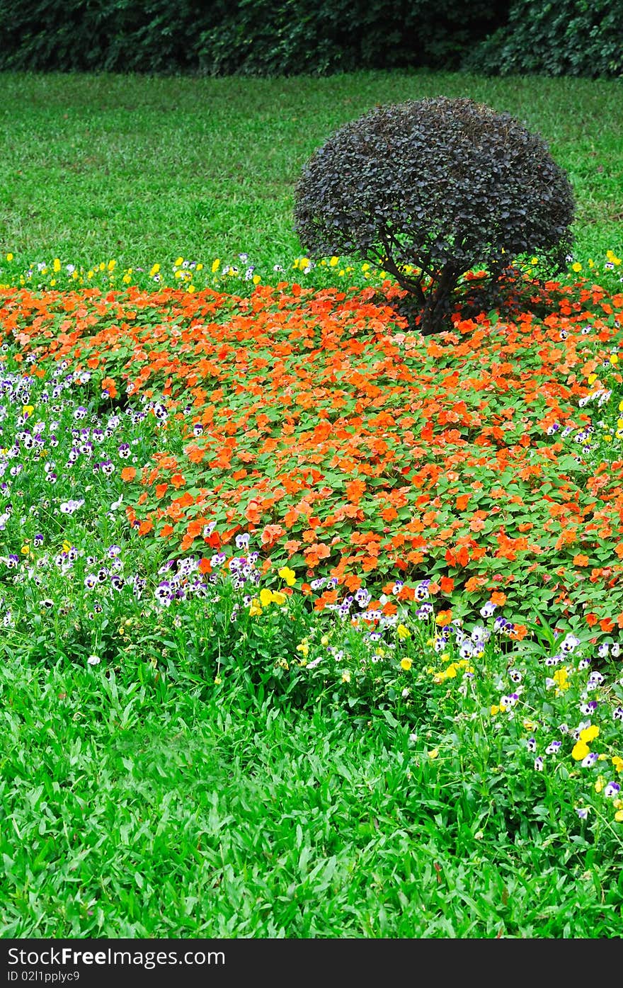 Bush and flower cluster in garden