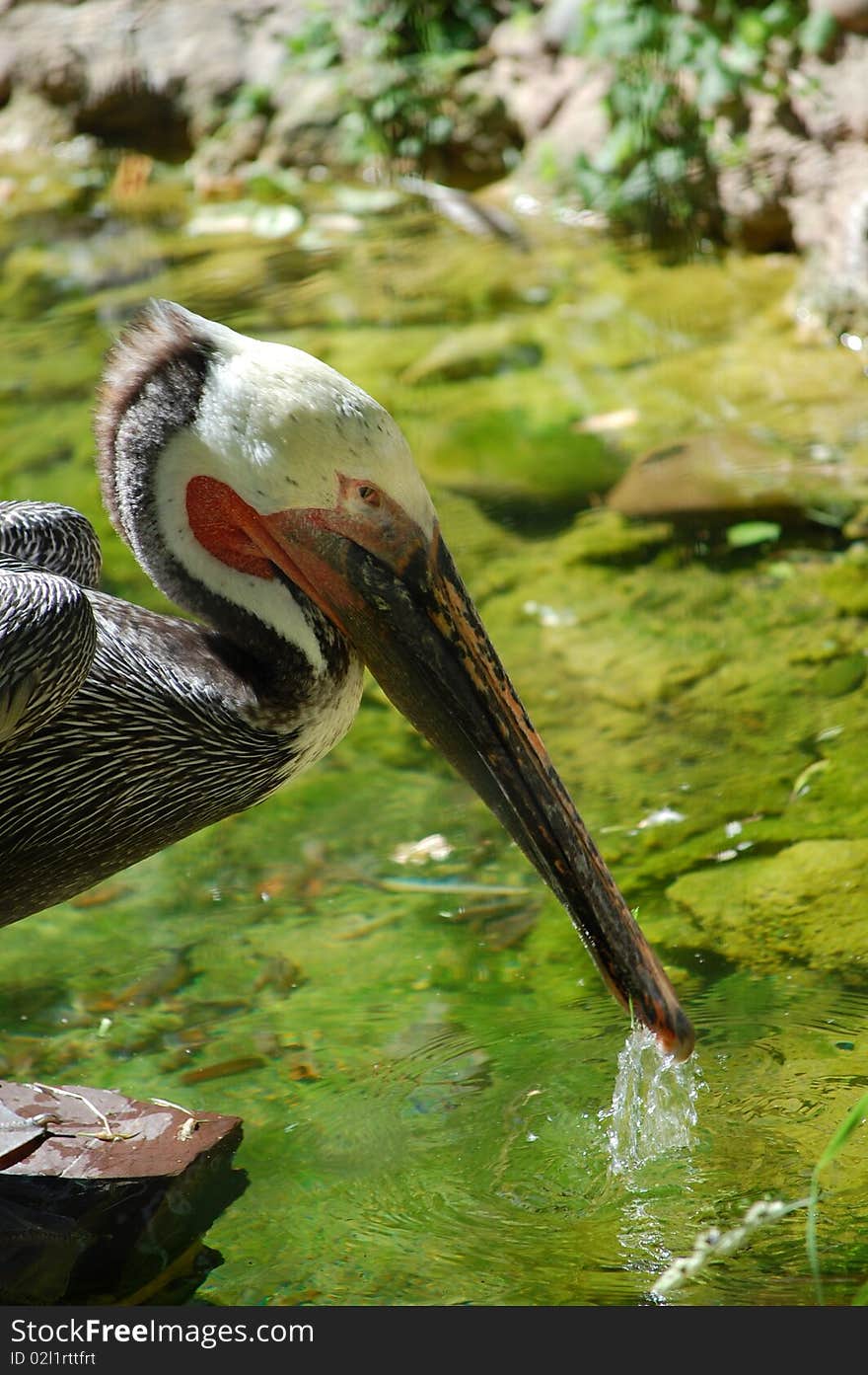 Brown pelican, Pelecanus occidentalis, philadelphia zoo
