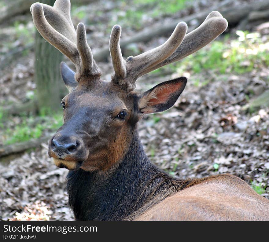 An Elk In Velvet