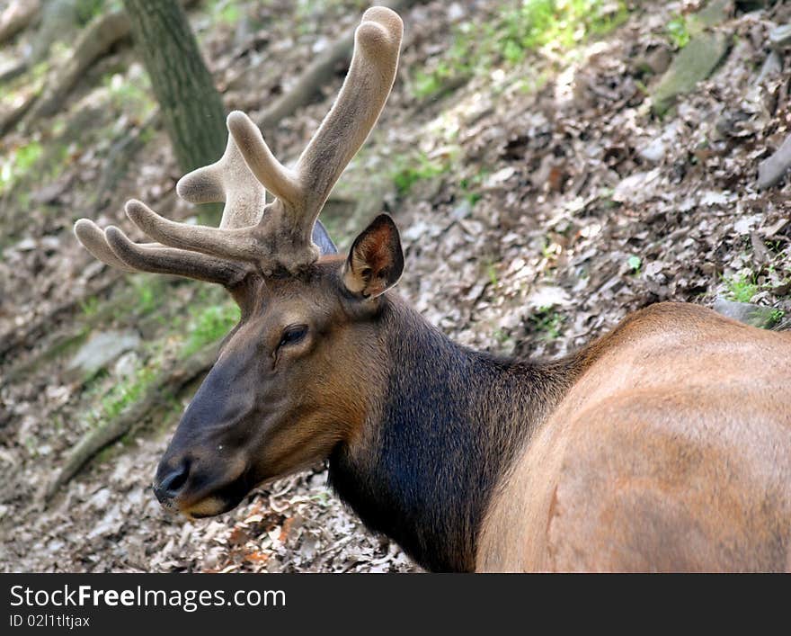 An Elk in Velvet