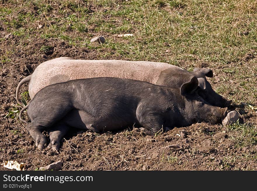 A pair of pigs, one black and one white, sleeping back to back in a field. A pair of pigs, one black and one white, sleeping back to back in a field