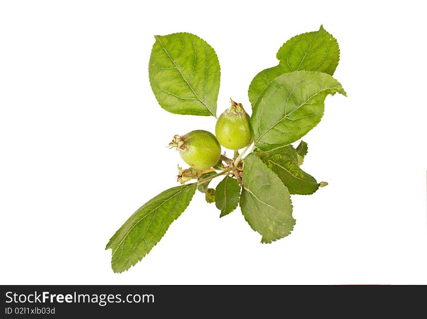 Baby green apples with leaves isolated on white