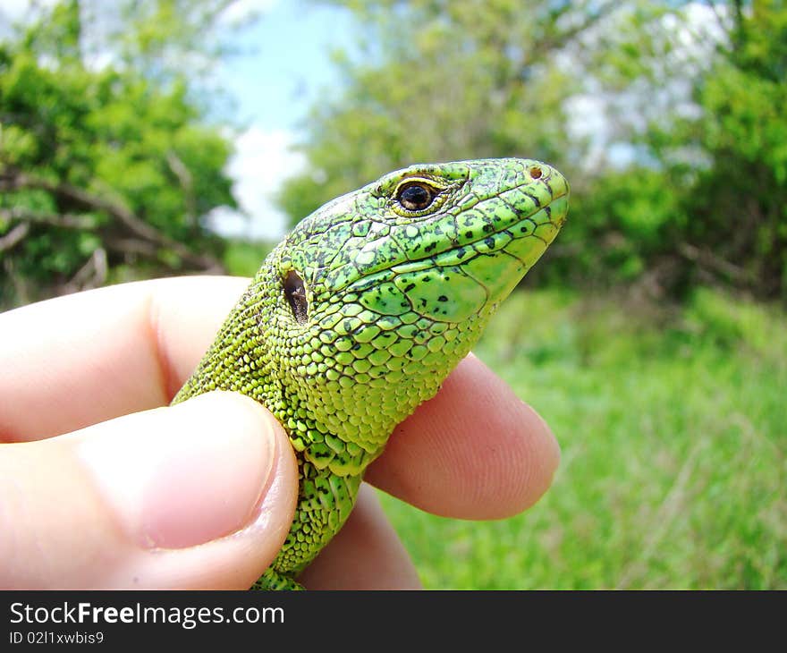 A small lisard in a tender hand of naturelist. A small lisard in a tender hand of naturelist