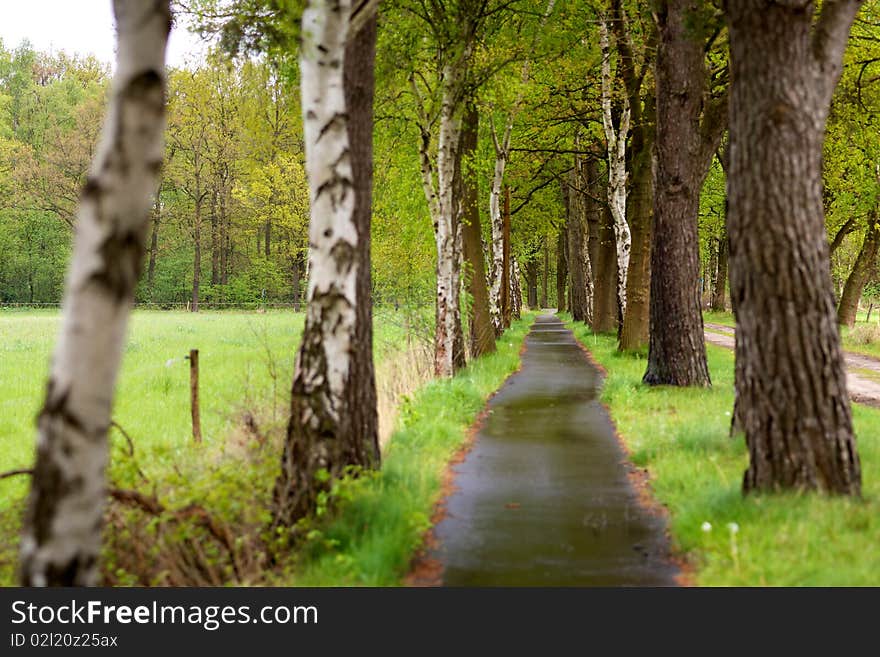 A bike path that crosses a forest in the Netherlands. A bike path that crosses a forest in the Netherlands.