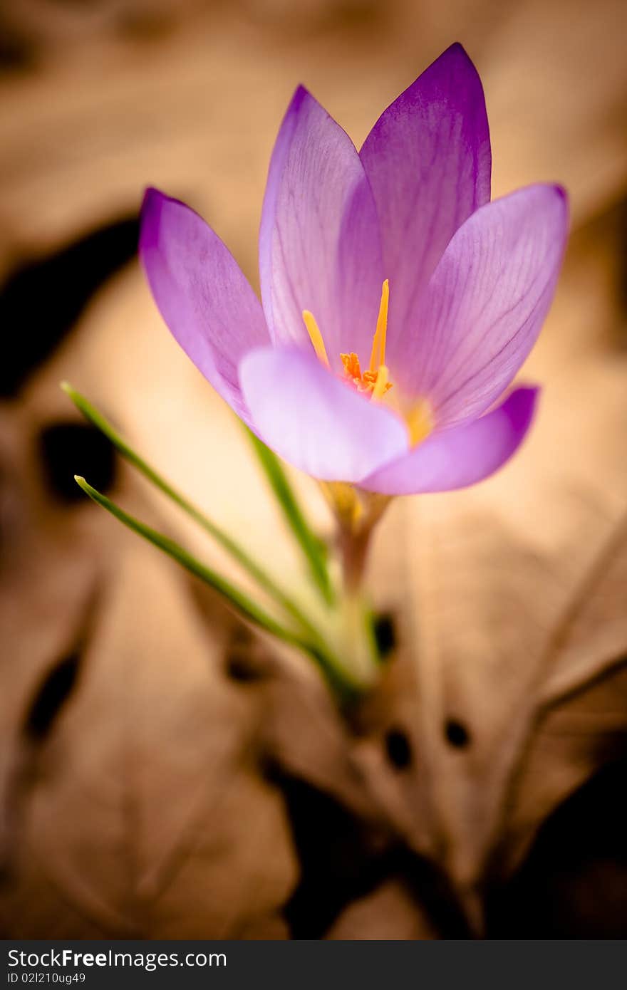 Crocus In Spring