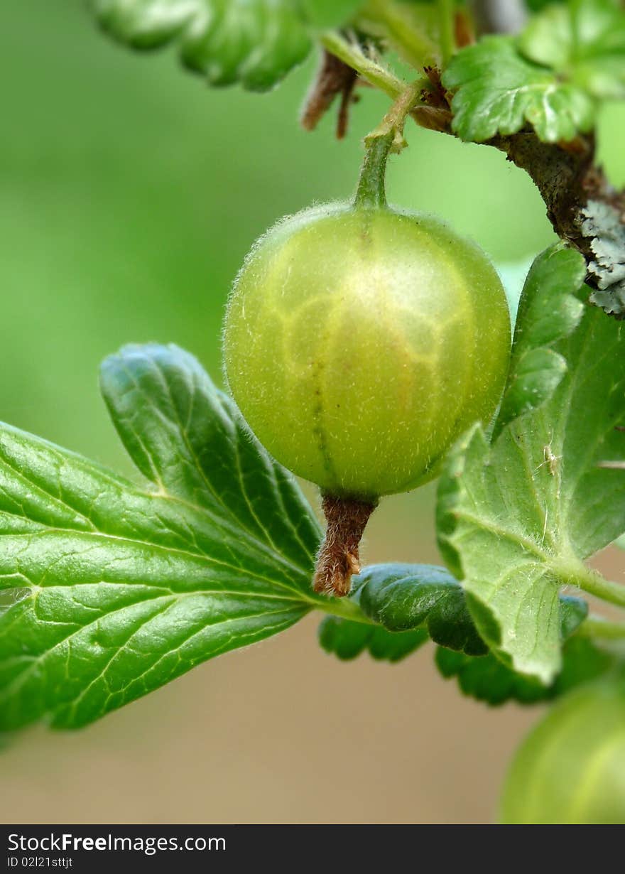 Single  gooseberries close up on a branch