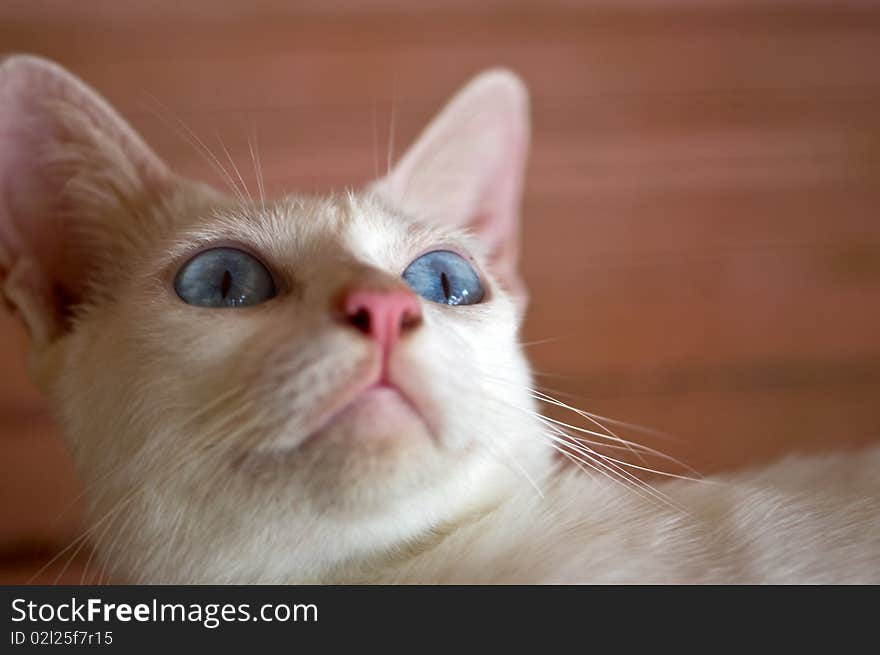 A photography of a cat with blue eyes. A photography of a cat with blue eyes