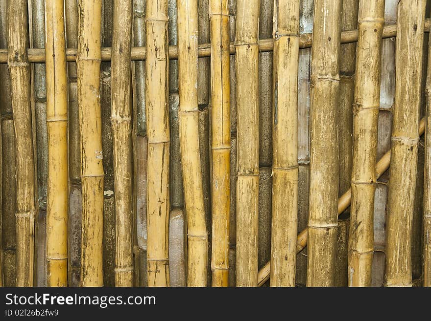 Bamboo