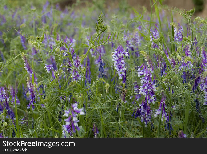 Purple Flower Field