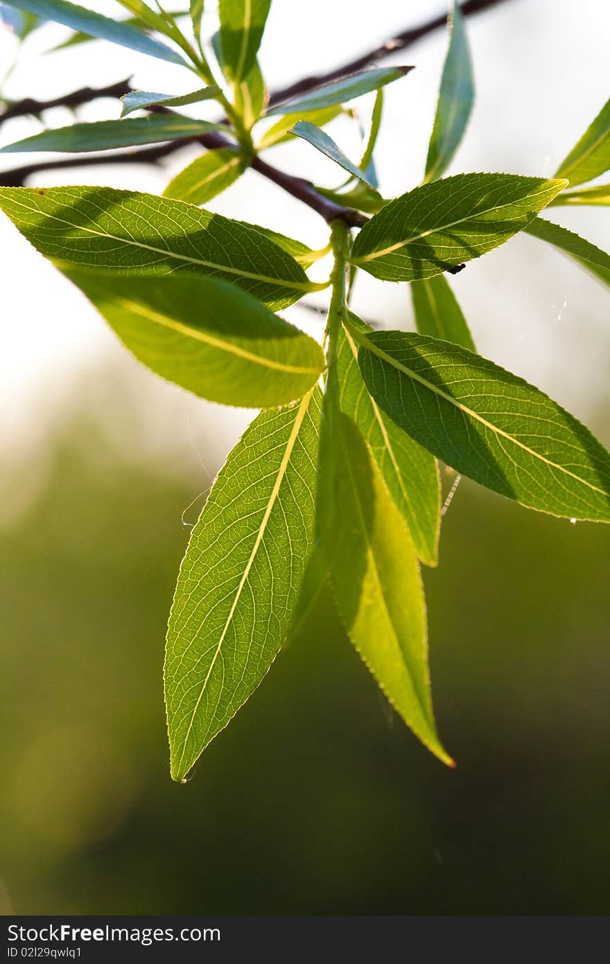 Green leaf on sunlight in anture